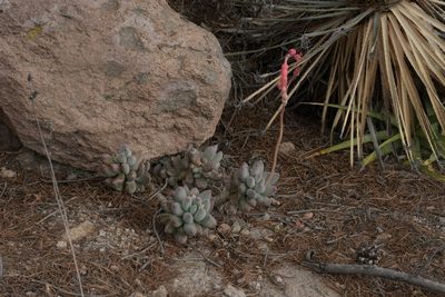 Pachyphytum hookeri, photographed by Diana Fuentes