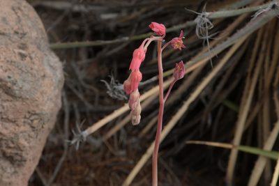Pachyphytum hookeri, photographed by Diana Fuentes