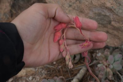 Pachyphytum hookeri, photographed by Diana Fuentes