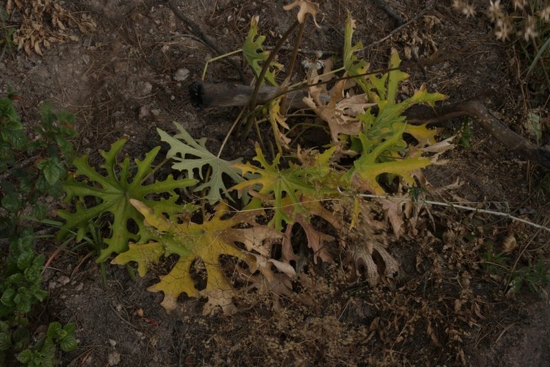 Psacalium radulifolium, photographed by Diana Fuentes