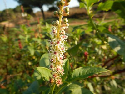 Phytolacca heterotepala, photographed by Duarte Frade