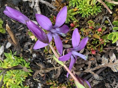 Gentianella rapunculoides, photographed by Diego F. Cisneros-Heredia