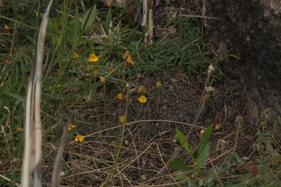 Tridax balbisioides, photographed by Diana Fuentes