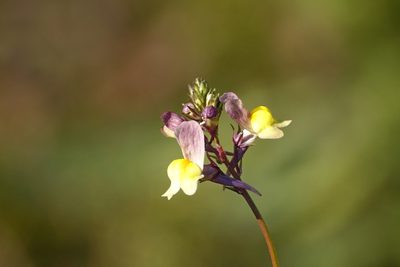 Linaria maroccana, photographed by Константин Селивёрстов