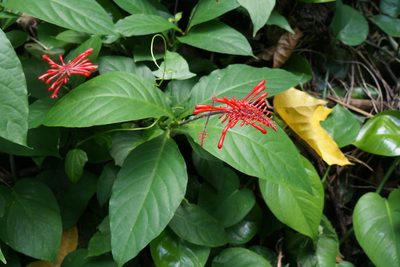 Odontonema cuspidatum, photographed by Henggang Cui