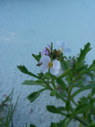 Cakile constricta, photographed by Will McFarland