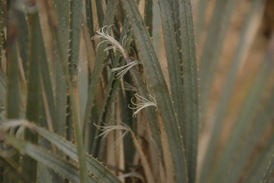 Dasylirion parryanum, photographed by Diana Fuentes