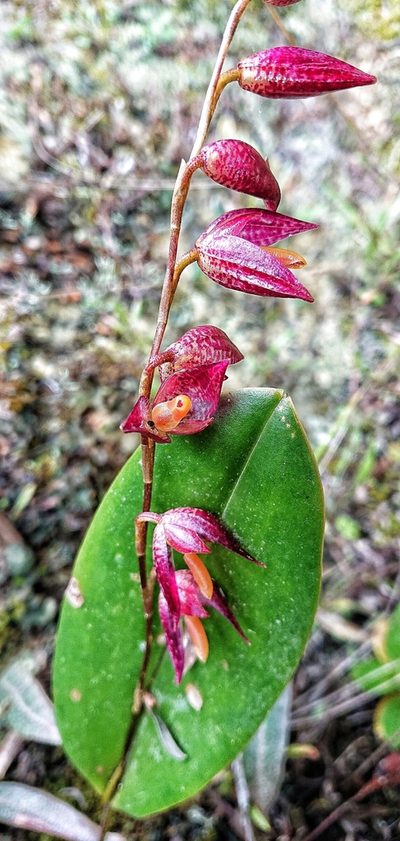Pleurothallis restrepioides, photographed by Diego Inclan