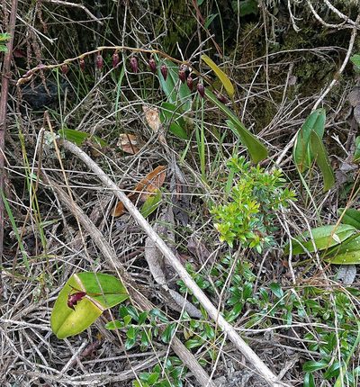 Pleurothallis restrepioides, photographed by Diego Inclan