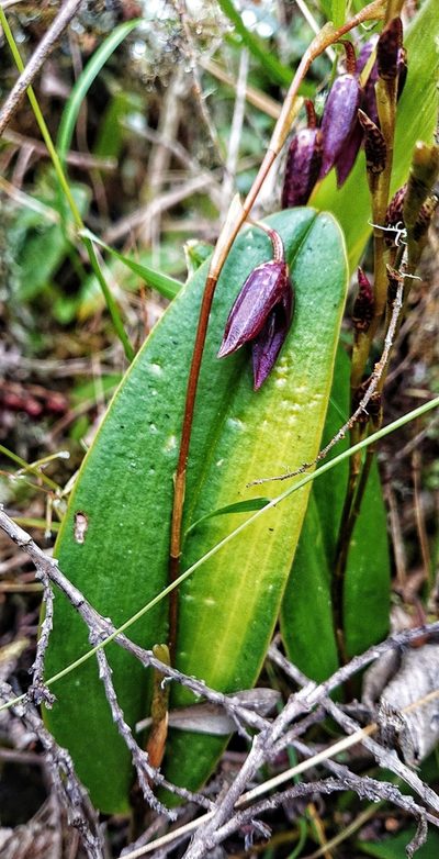 Pleurothallis restrepioides, photographed by Diego Inclan