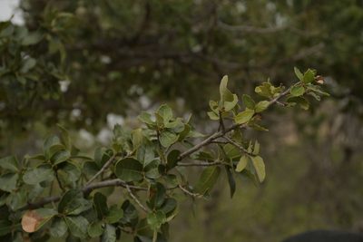 Quercus potosina, photographed by Diana Fuentes