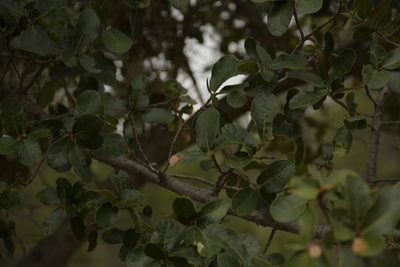 Quercus potosina, photographed by Diana Fuentes