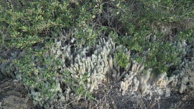 Austrocylindropuntia vestita, photographed by Shaun Swanepoel