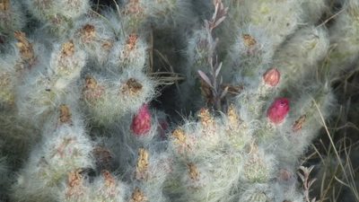 Austrocylindropuntia vestita, photographed by Shaun Swanepoel