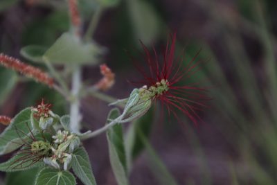 Acalypha petiolaris, photographed by Tony Rebelo