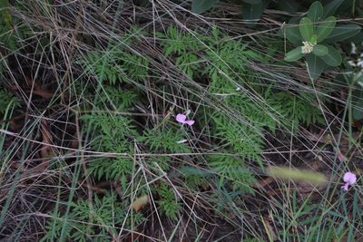 Tephrosia longipes, photographed by Tony Rebelo