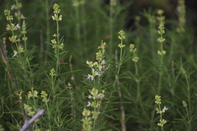 Ocimum angustifolium, photographed by Tony Rebelo