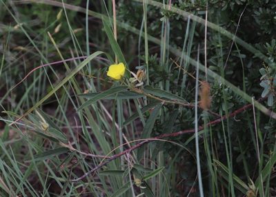 Melhania prostrata, photographed by Tony Rebelo