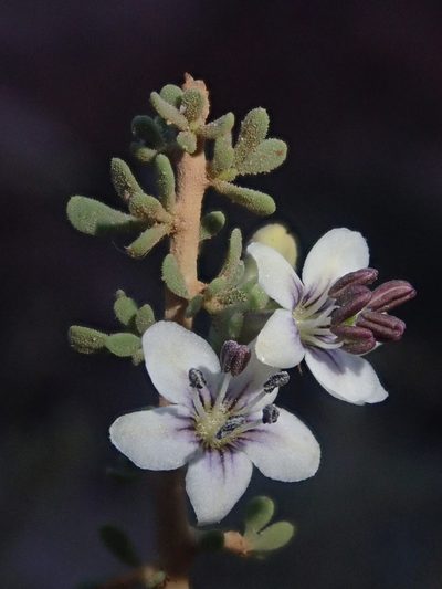 Lycium infaustum, photographed by Nolan Exe