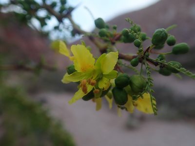 Parkinsonia andicola, photographed by Nolan Exe