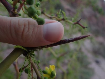 Parkinsonia andicola, photographed by Nolan Exe