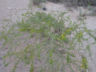 Parkinsonia andicola, photographed by Nolan Exe