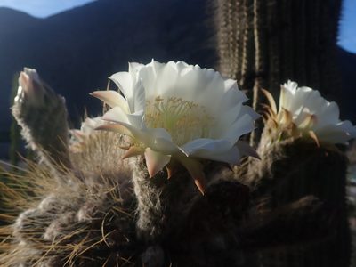 Leucostele atacamensis, photographed by Nolan Exe