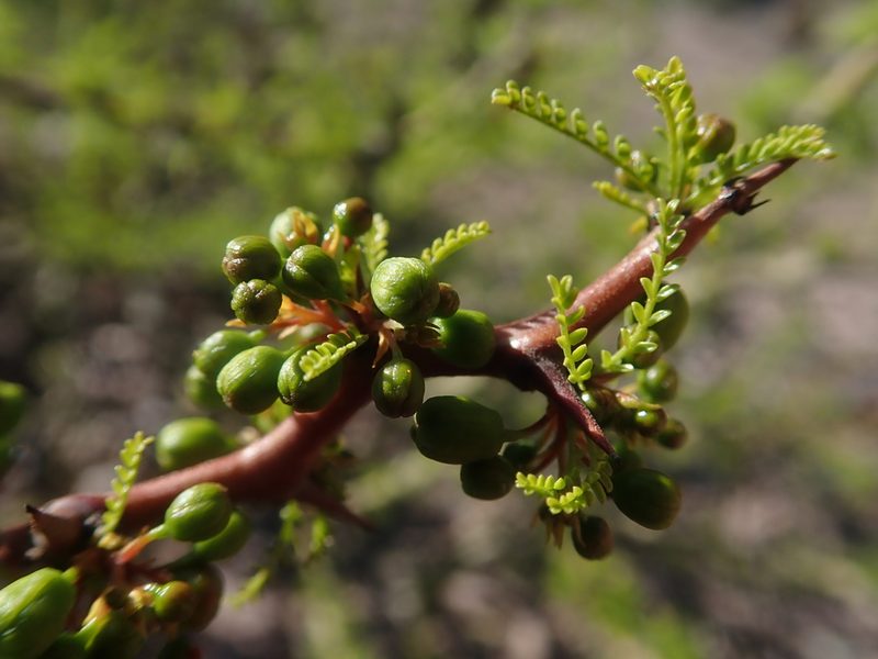 Parkinsonia andicola, photographed by Nolan Exe