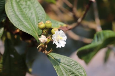 Miconia jaliscana, photographed by alejandrozab