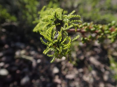 Parkinsonia andicola, photographed by Nolan Exe