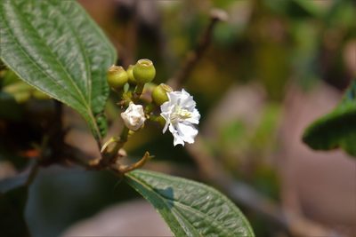 Miconia jaliscana, photographed by alejandrozab