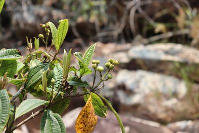 Miconia jaliscana, photographed by alejandrozab
