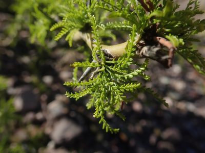 Parkinsonia andicola, photographed by Nolan Exe