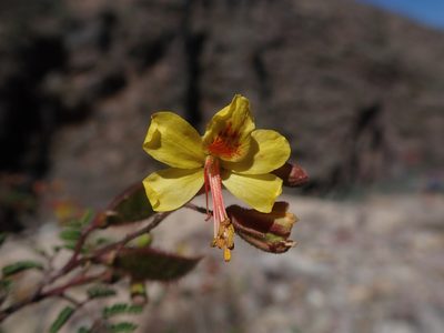 Arquita mimosifolia, photographed by Nolan Exe