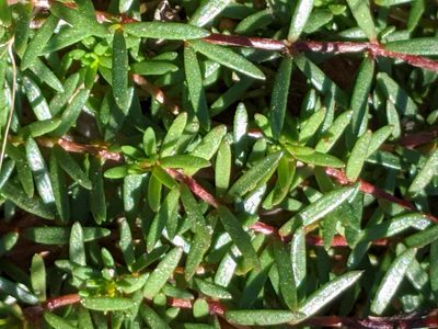 Lechea tenuifolia, photographed by Alison Northup