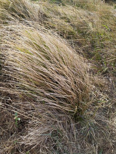 Carex longebrachiata, photographed by Paul Bell-Butler