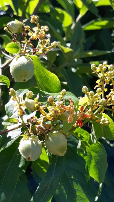 Dicella nucifera, photographed by Edson Luis Fabro Gasperin