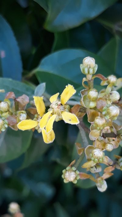 Dicella nucifera, photographed by Edson Luis Fabro Gasperin