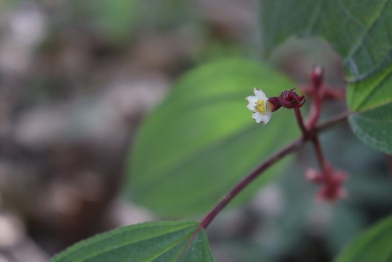 Miconia submontana, photographed by alejandrozab