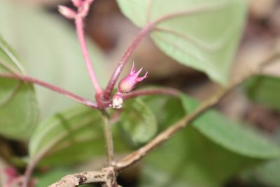 Miconia submontana, photographed by alejandrozab