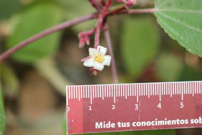 Miconia submontana, photographed by alejandrozab