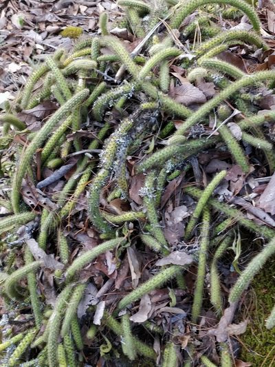 Aporocactus martianus, photographed by Will Cornwell