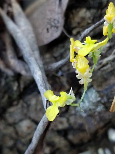 Erycina hyalinobulbon, photographed by Will Cornwell