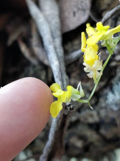 Erycina hyalinobulbon, photographed by Will Cornwell