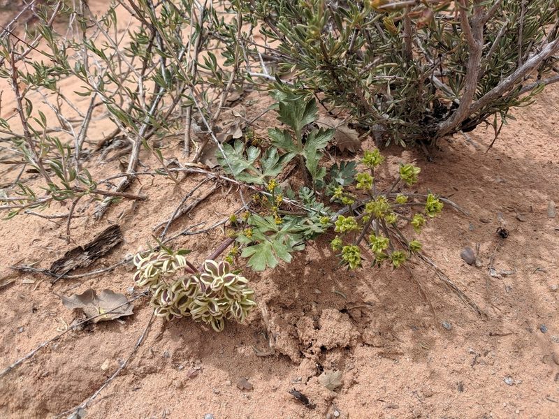Cymopterus newberryi, photographed by Alison Northup