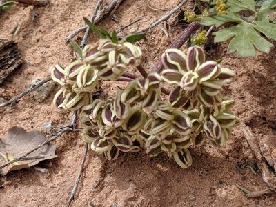 Cymopterus newberryi, photographed by Alison Northup