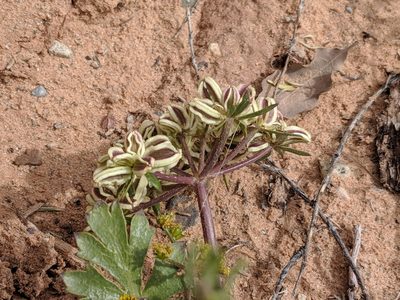 Cymopterus newberryi, photographed by Alison Northup