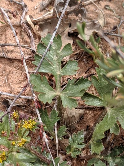 Cymopterus newberryi, photographed by Alison Northup
