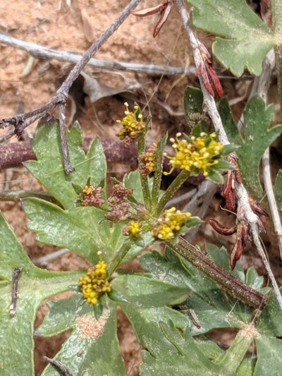 Cymopterus newberryi, photographed by Alison Northup