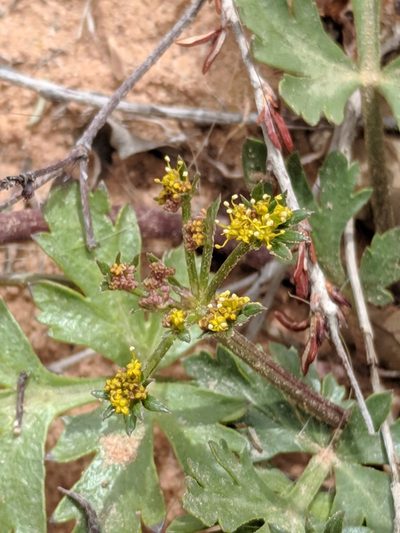 Cymopterus newberryi, photographed by Alison Northup